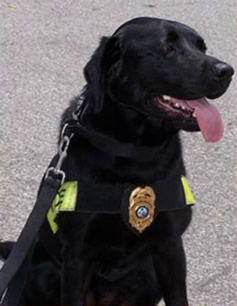 K9Amy1_000